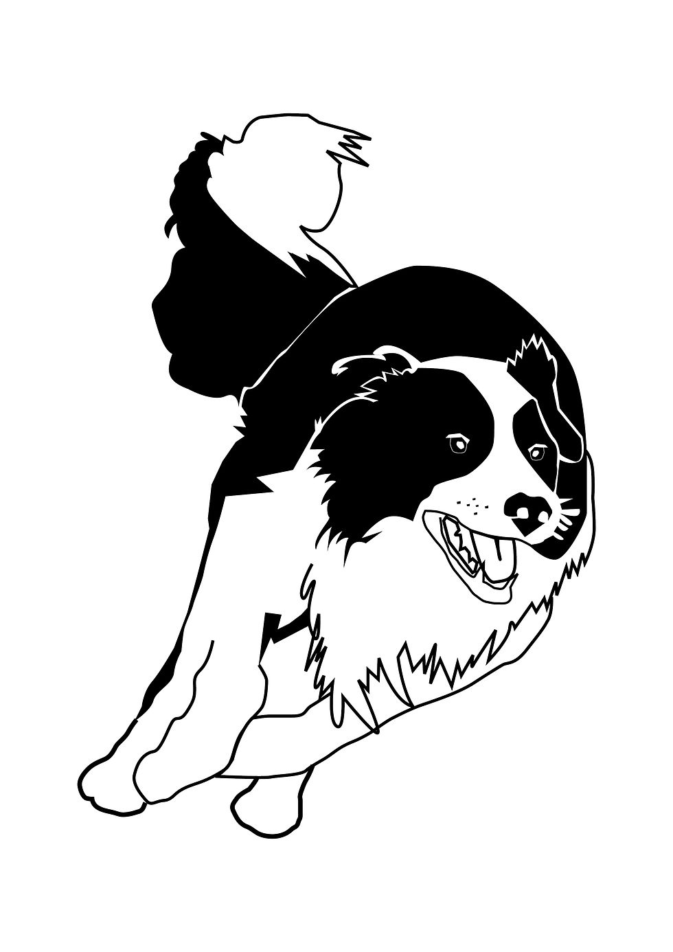 A Border Collie running