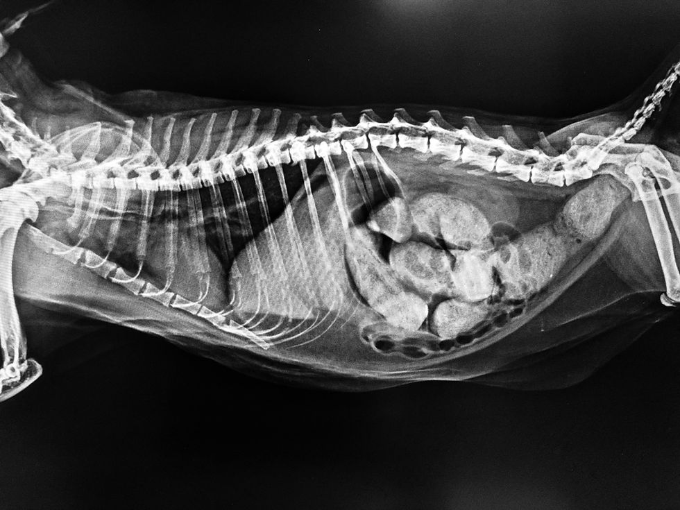 Mechanical obstruction in a dog