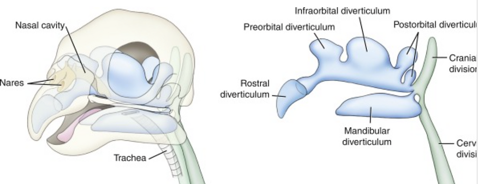 Infra-orbital Sinuses, Cynthia, et al