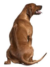 Rhodesian Ridgeback