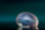 Close-up photo of a cat eye lens