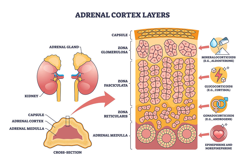 Figure VII: An illustration of the kidneys, the adrenal glands, and the adrenal cortex layers mapping zonal histology and hormones. Mapped key zones – glomerulosa, fasciculata, and reticularis.