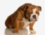 A dog showing frustration