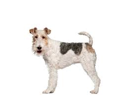Fox Terrier