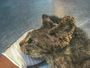 Notoedric Mange in Cats: The Feline Scabies