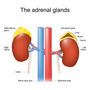 Addison's Disease in Pets: The Great Pretender of Veterinary Endocrinology