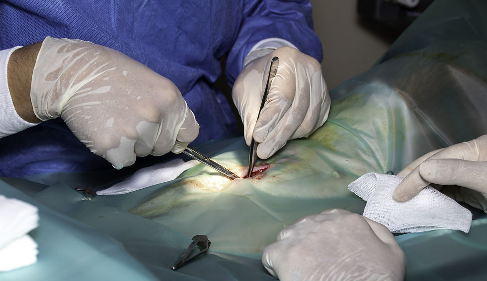 An incision is made on the belly of a dog for spay