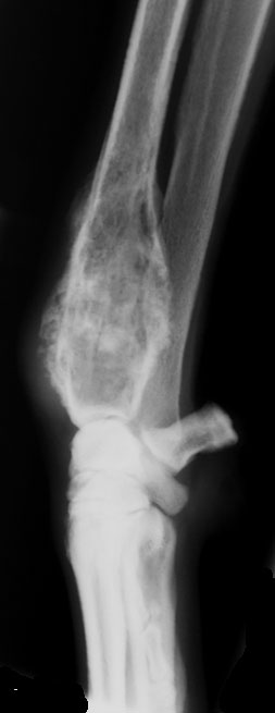 Osteosarcoma (dog bone cancer)