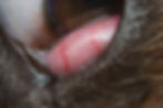 Cherry eye: Clinical signs