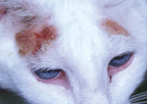 Bilateral cutaneous squamous cell carcinoma on a cat