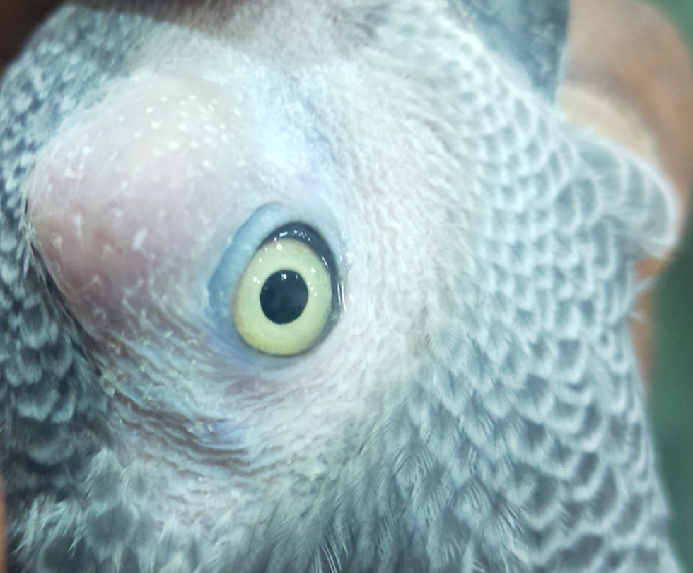 Infra-orbital sinuses filled with pus (white/yellow caseous substance)