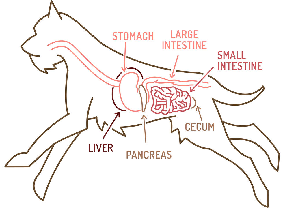 An illustration of the gastrointestinal tract (GIT) of a dog