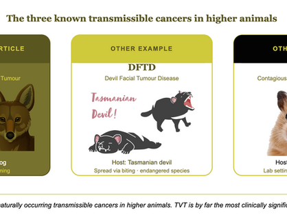 The Silent Epidemic: Kenya's Most Overlooked Canine Cancer