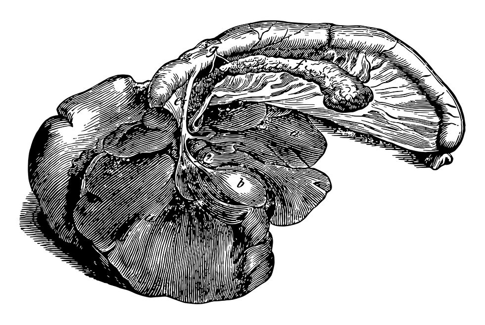 A vintage illustration of a dog's liver. b = gallbladder; g = duodenum; f = pancreas; e = bile ducts;