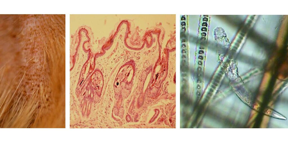 Mites