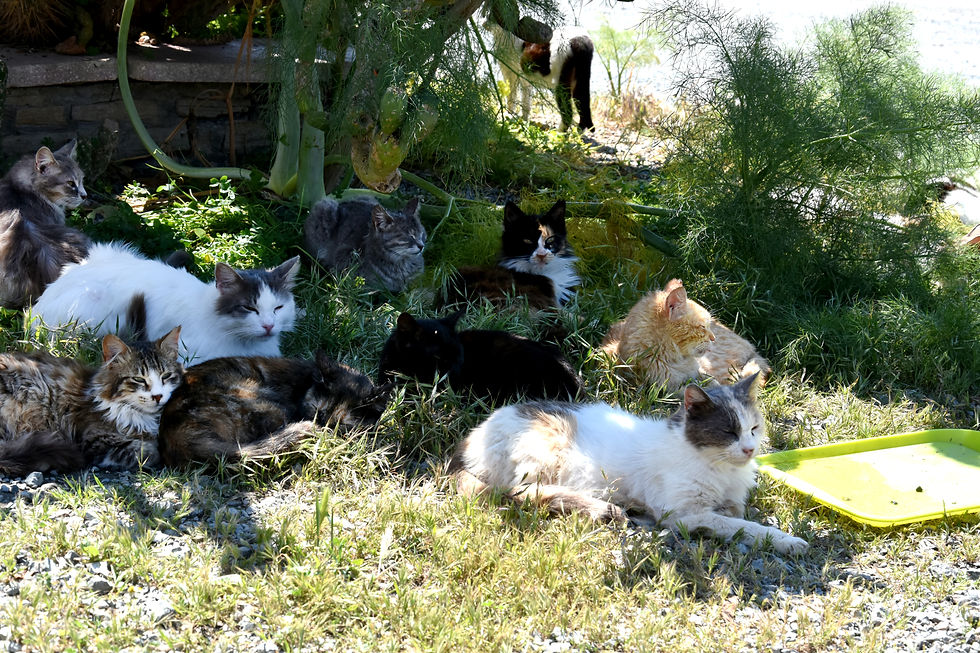A group of stray cats