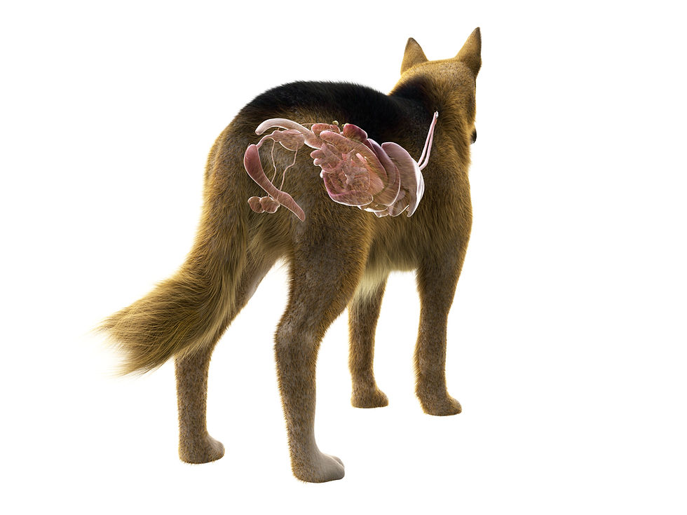 ree