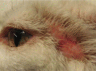 Bilateral cutaneous squamous cell carcinoma on a cat