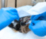 A dog prepared for surgery