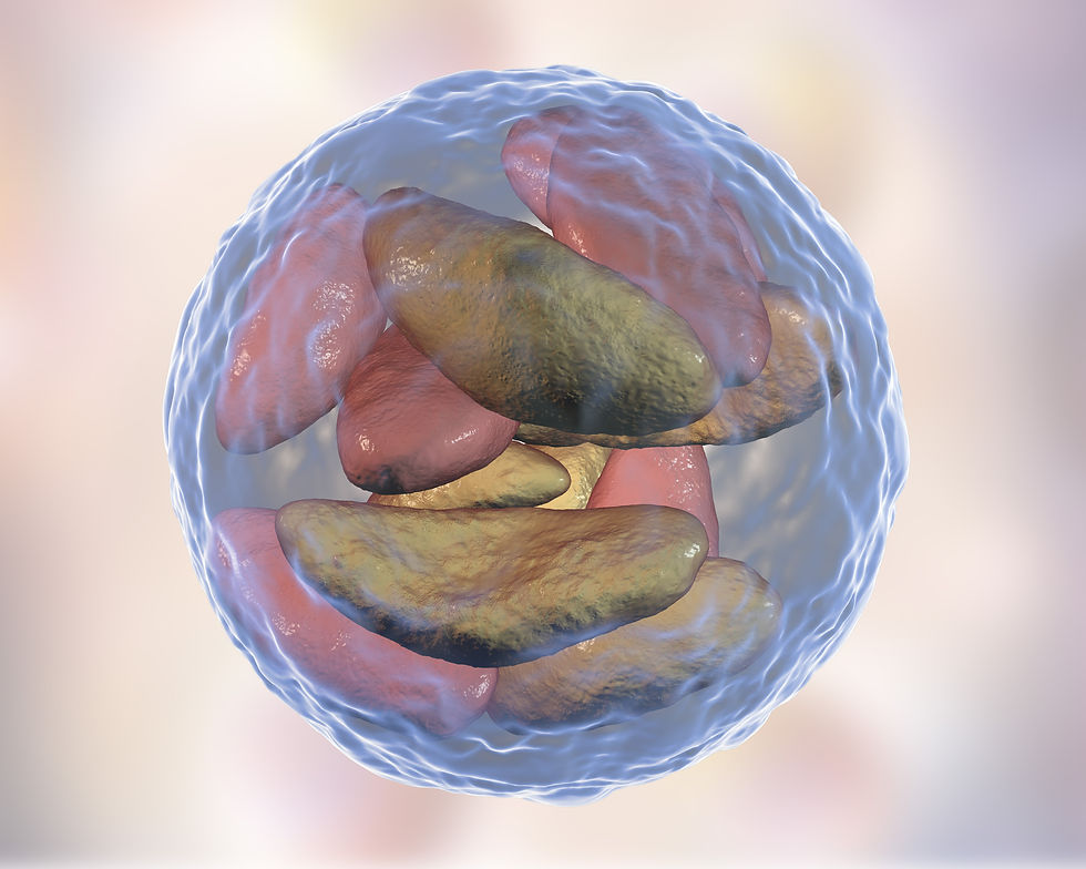 3D illustration of Toxoplasma gondii in bradyzoites stage inside tissue cyst