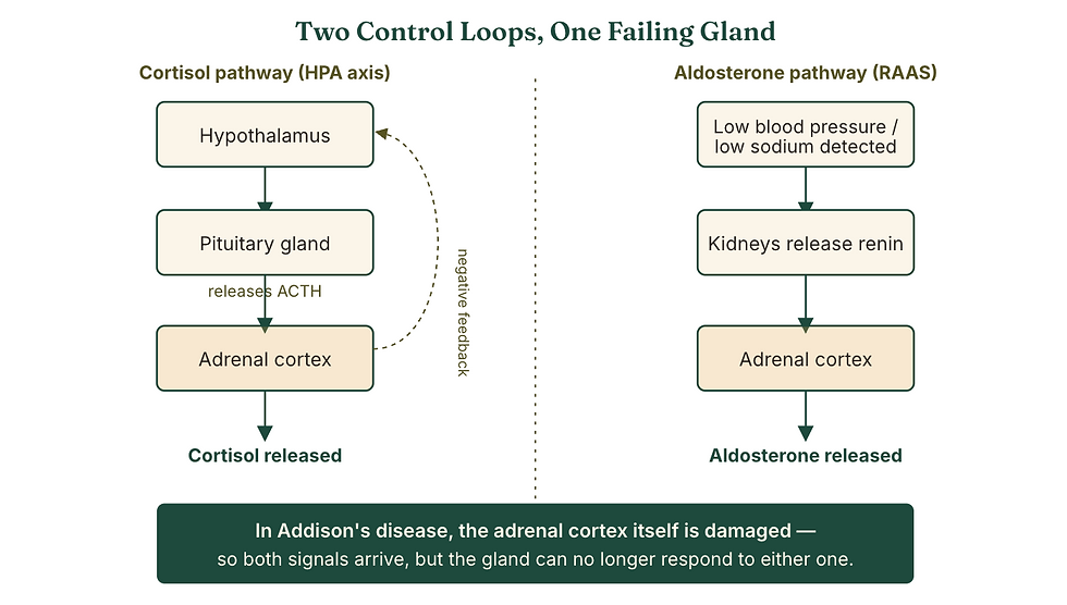 Figure VII (b): Cortisol is controlled by the hypothalamic-pituitary-adrenal (HPA) axis; aldosterone is controlled largely by the renin-angiotensin-aldosterone system (RAAS). Because both hormones are produced in the same gland, destruction of the adrenal cortex silences both axes simultaneously (Frontiers in Veterinary Science, 2025; Van Lanen & Sande, 2014).