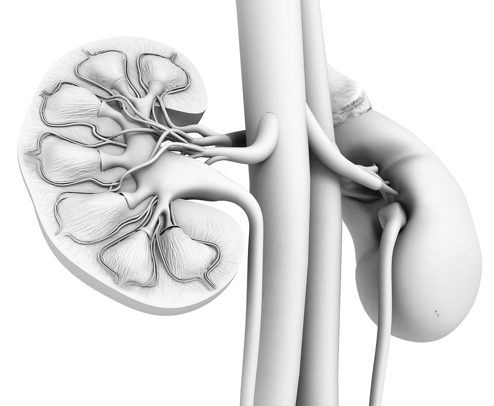 Do Dogs and Cats suffer Kidney failure?