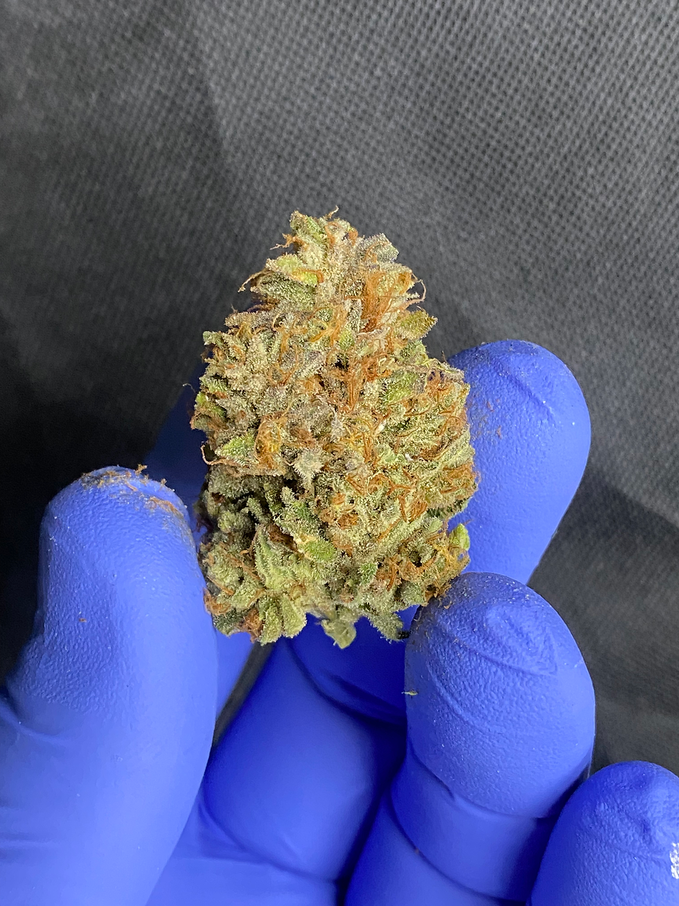 Auto Flower versus Photo Flower