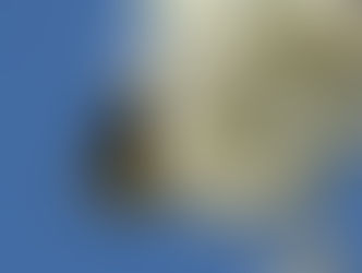 Cseresznyevirágzás