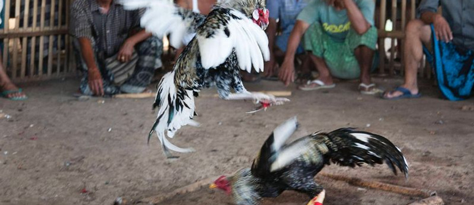 Hanengevechten Bali.jpg