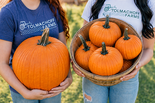 Tolmachoff Farms, Glendale Arizona, Pumpkin Patch, Pumpkin Days