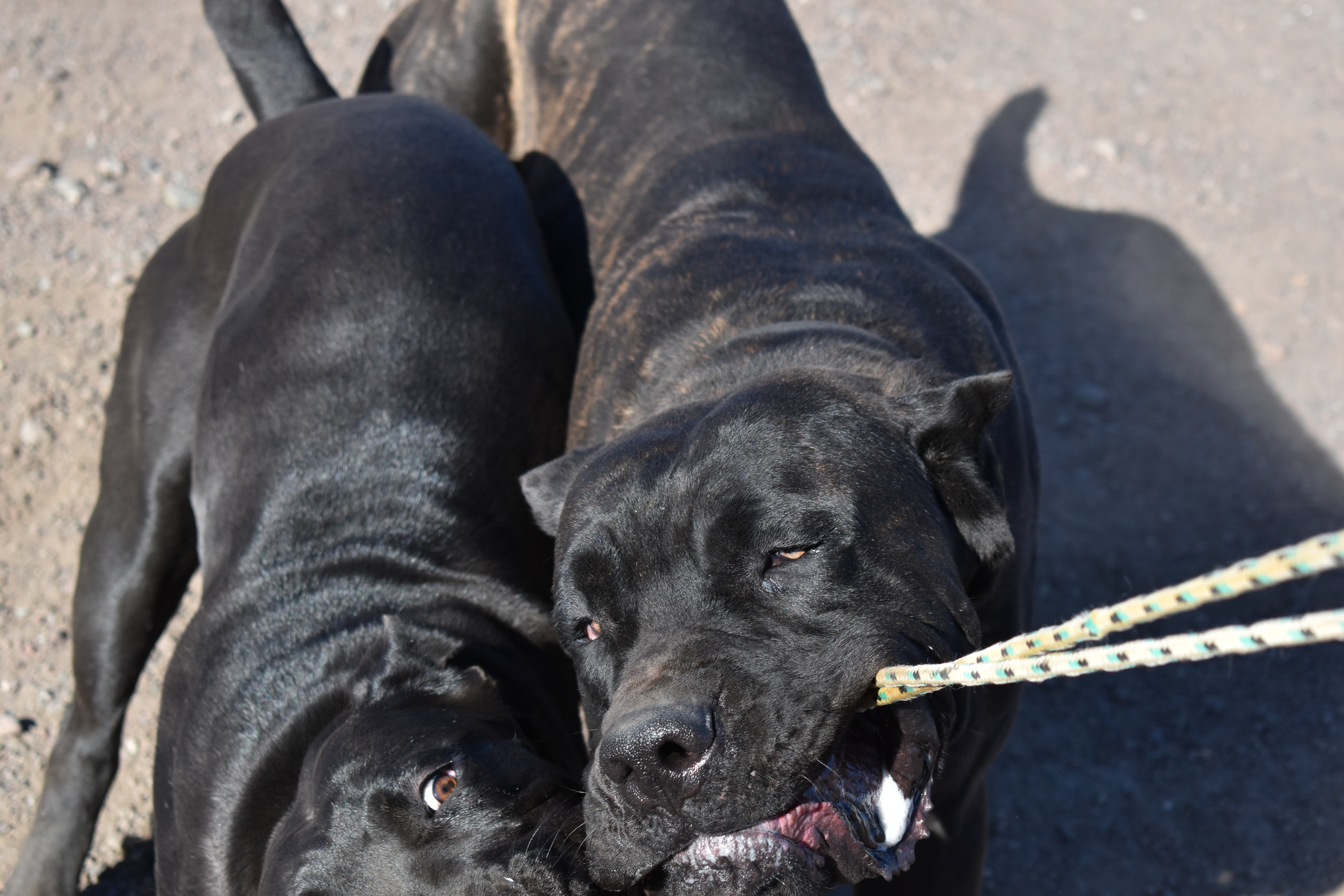 Puppies Kronos Kennels