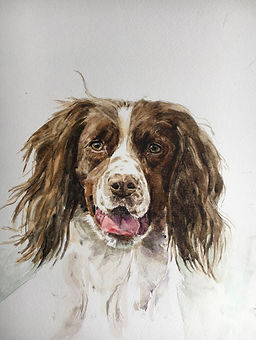 springer spaniel.jpeg