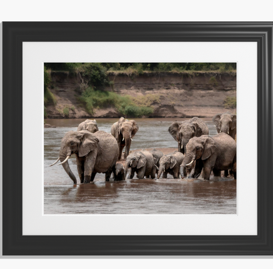 Grand troupeau d'éléphants, adultes et bébés, traversant une rivière.