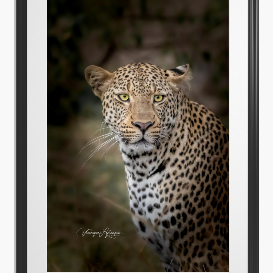 Léopard aux yeux perçants, regardant directement, signature Georgina Armour, photo encadrée.