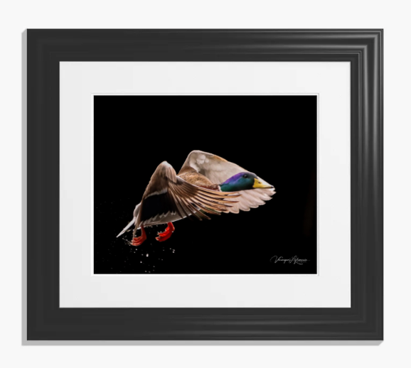 Photo encadrée d'un canard colvert en vol, sur fond noir. Jeremy Morgan.