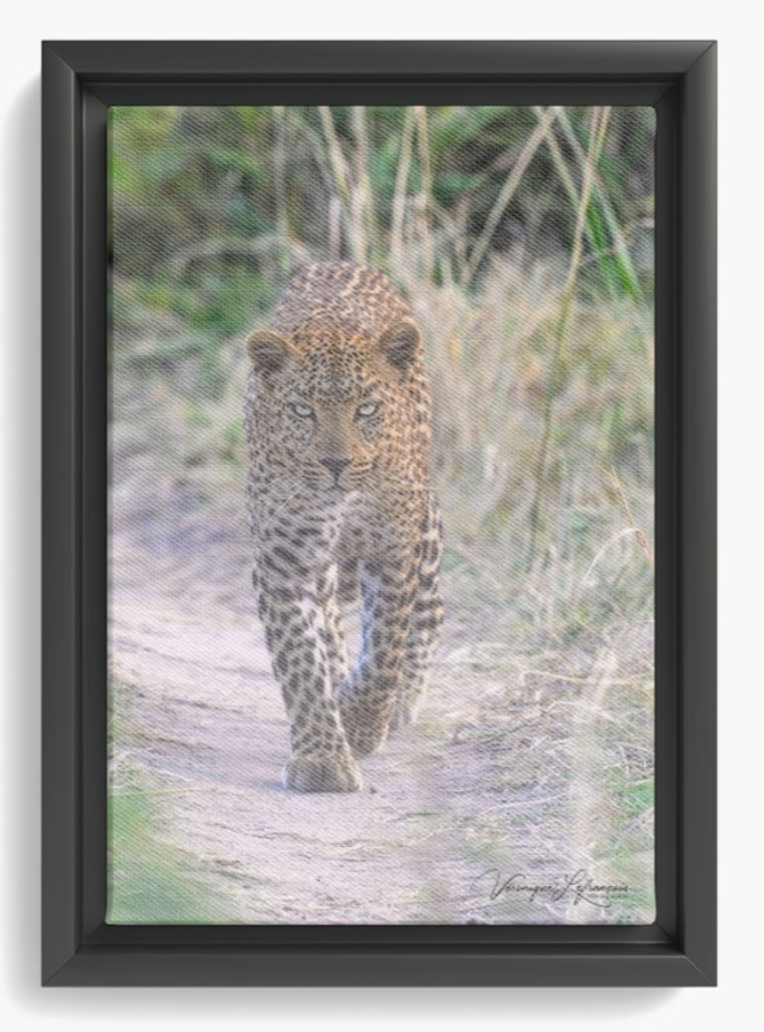 Jeune léopard fixant l'objectif, marchant sur un chemin de terre.