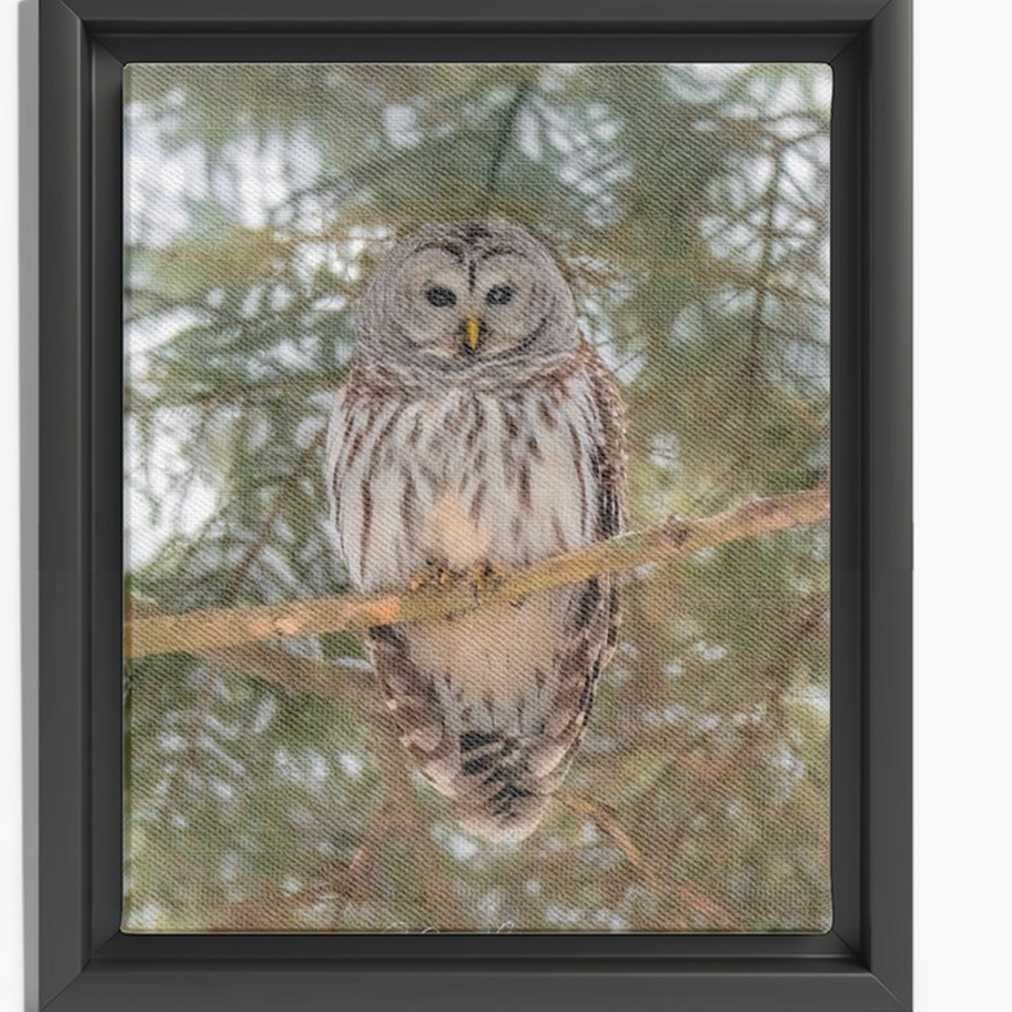 Chouette rayée perchée sur une branche de pin, regardant attentivement le spectateur.