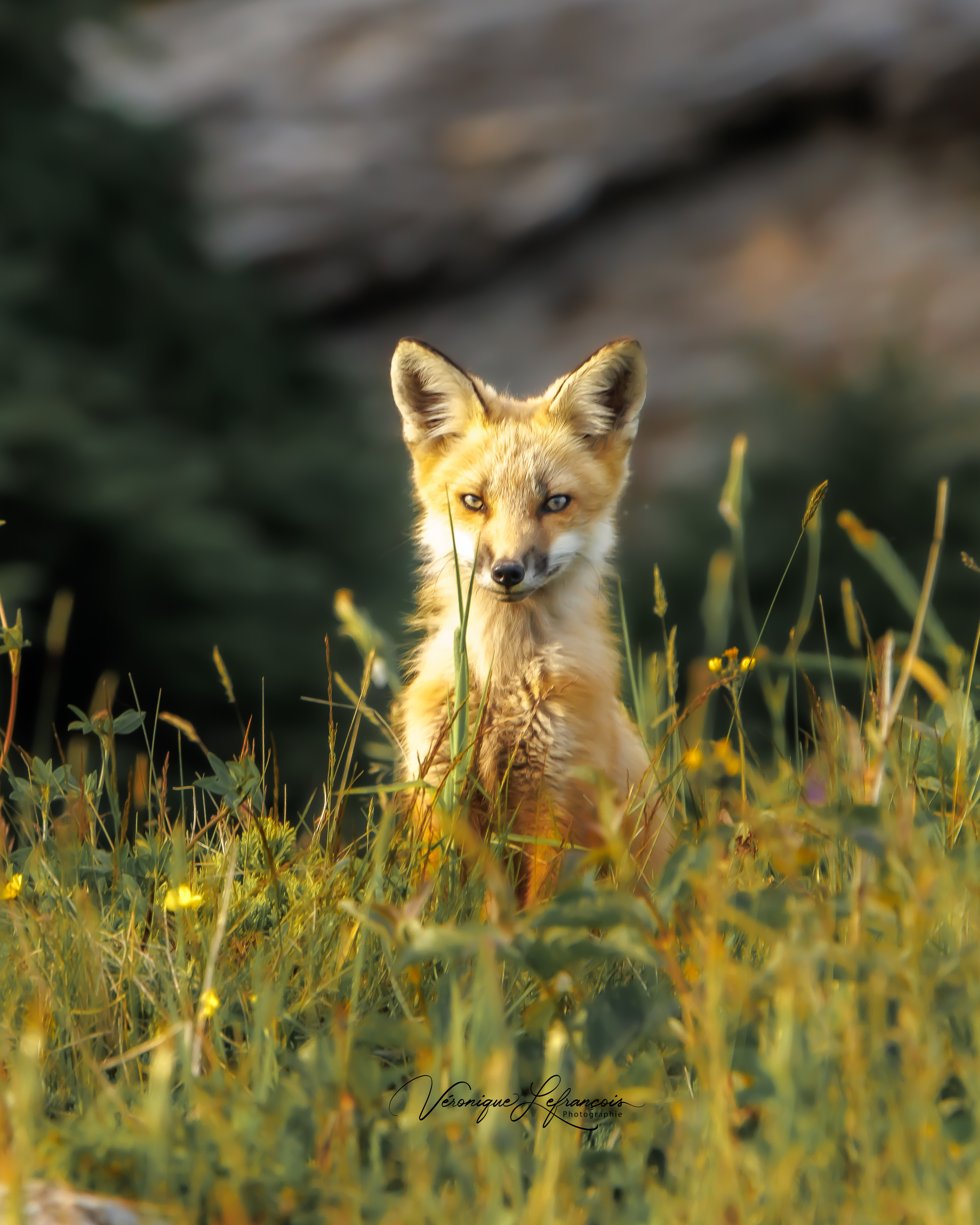 Renard