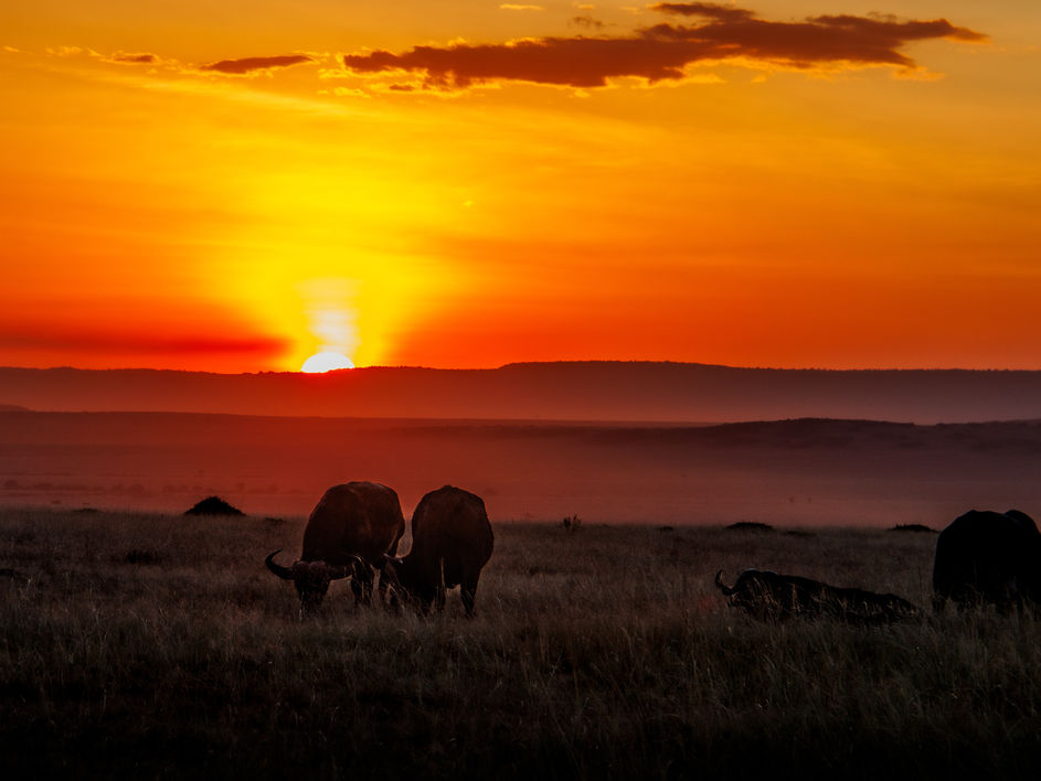 Afrique Landscape