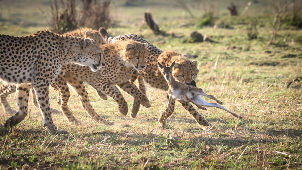 LEÇON DE CHASSE-7.jpg