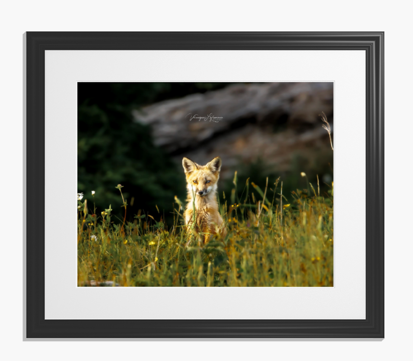 Miniature : Renard roux attentif, assis dans l'herbe haute. Kenny Green.