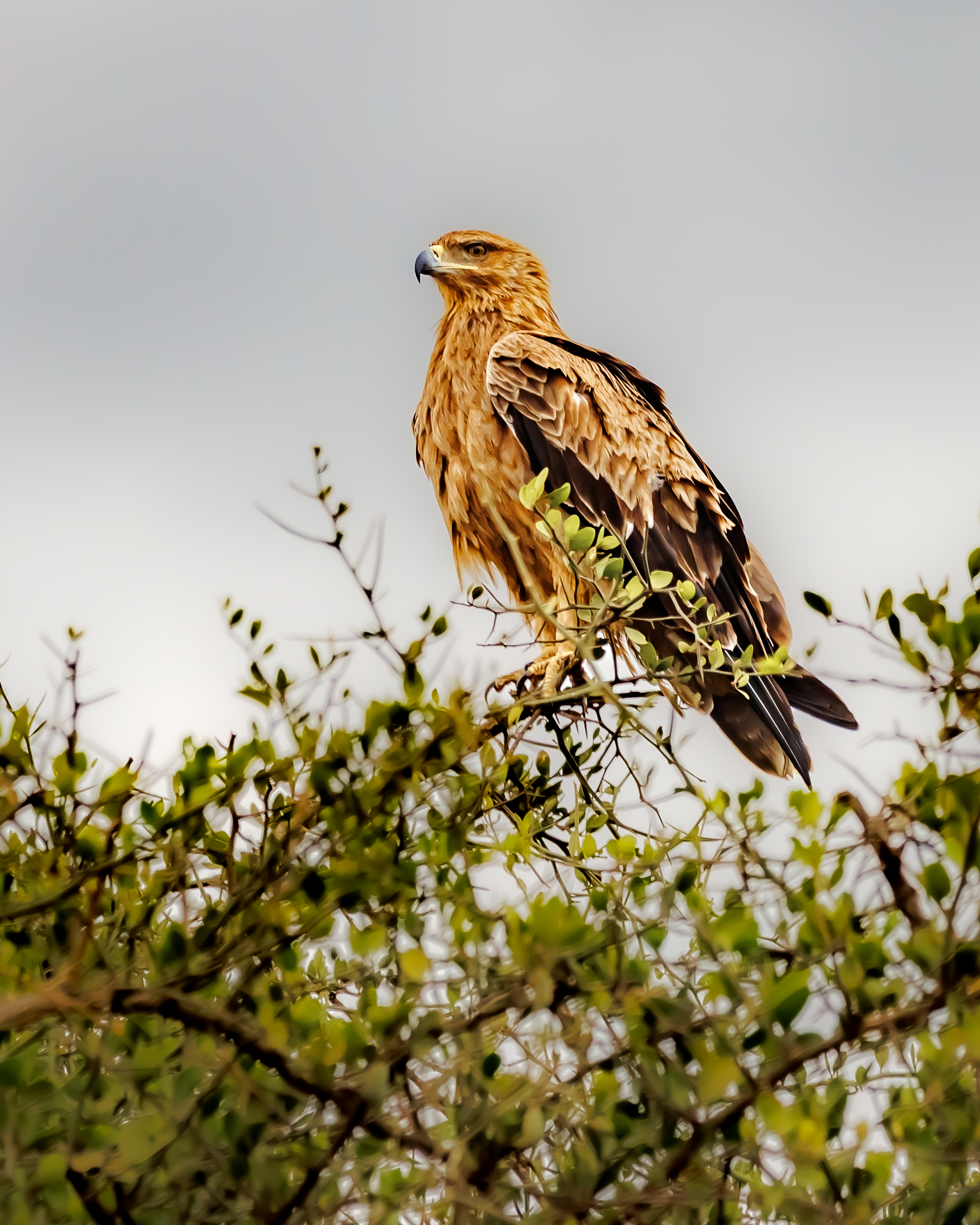 Oiseaux de proie