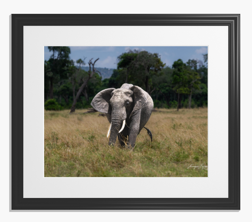 Grand éléphant d'Afrique aux défenses, oreilles déployées dans la savane.