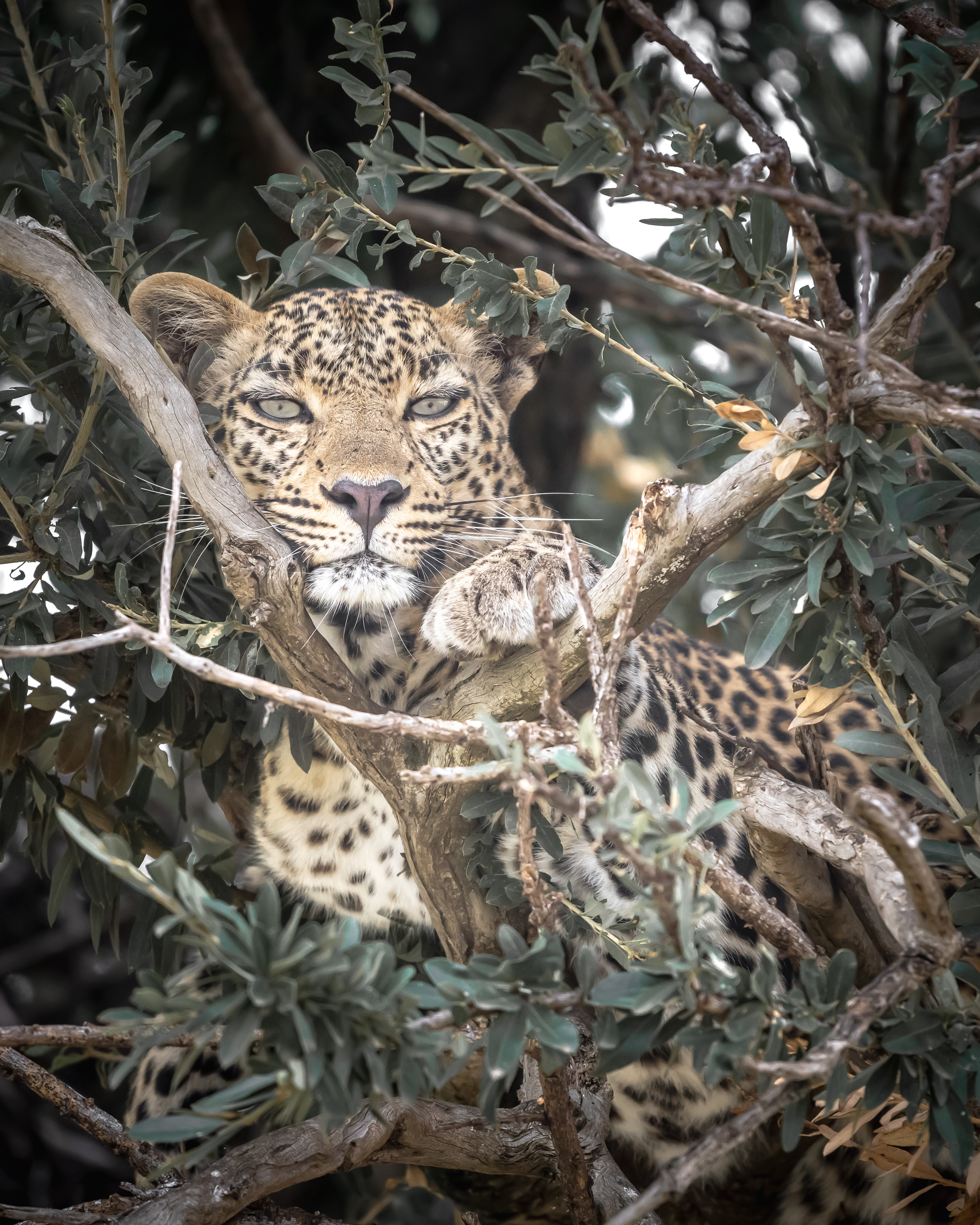 Lionne