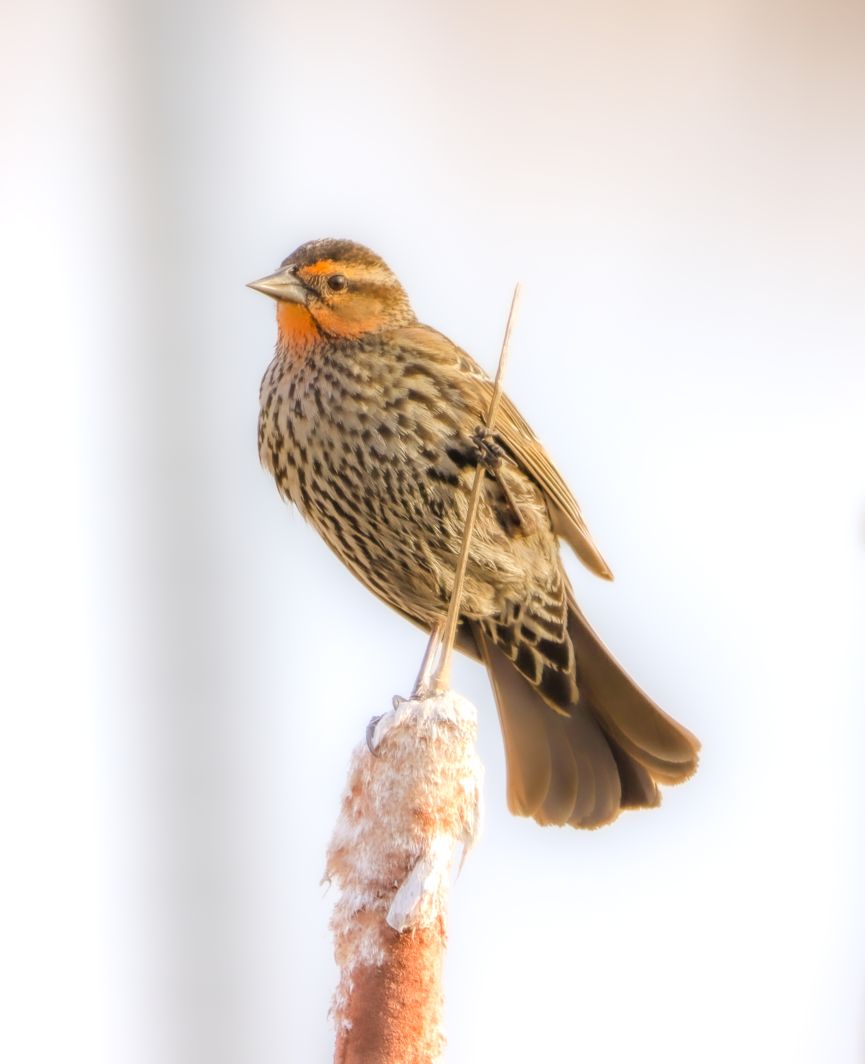 Oiseaux