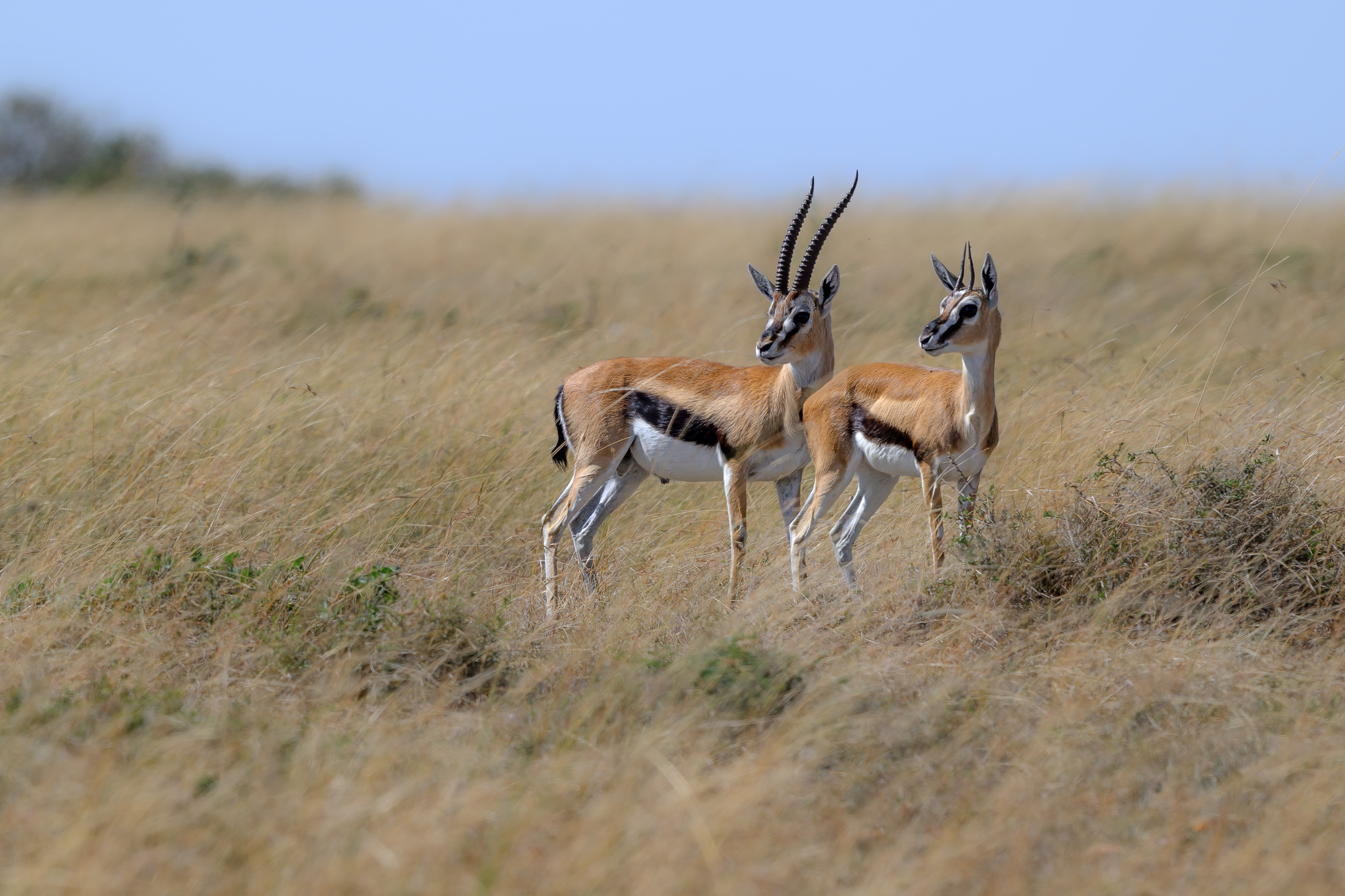 Gazelles