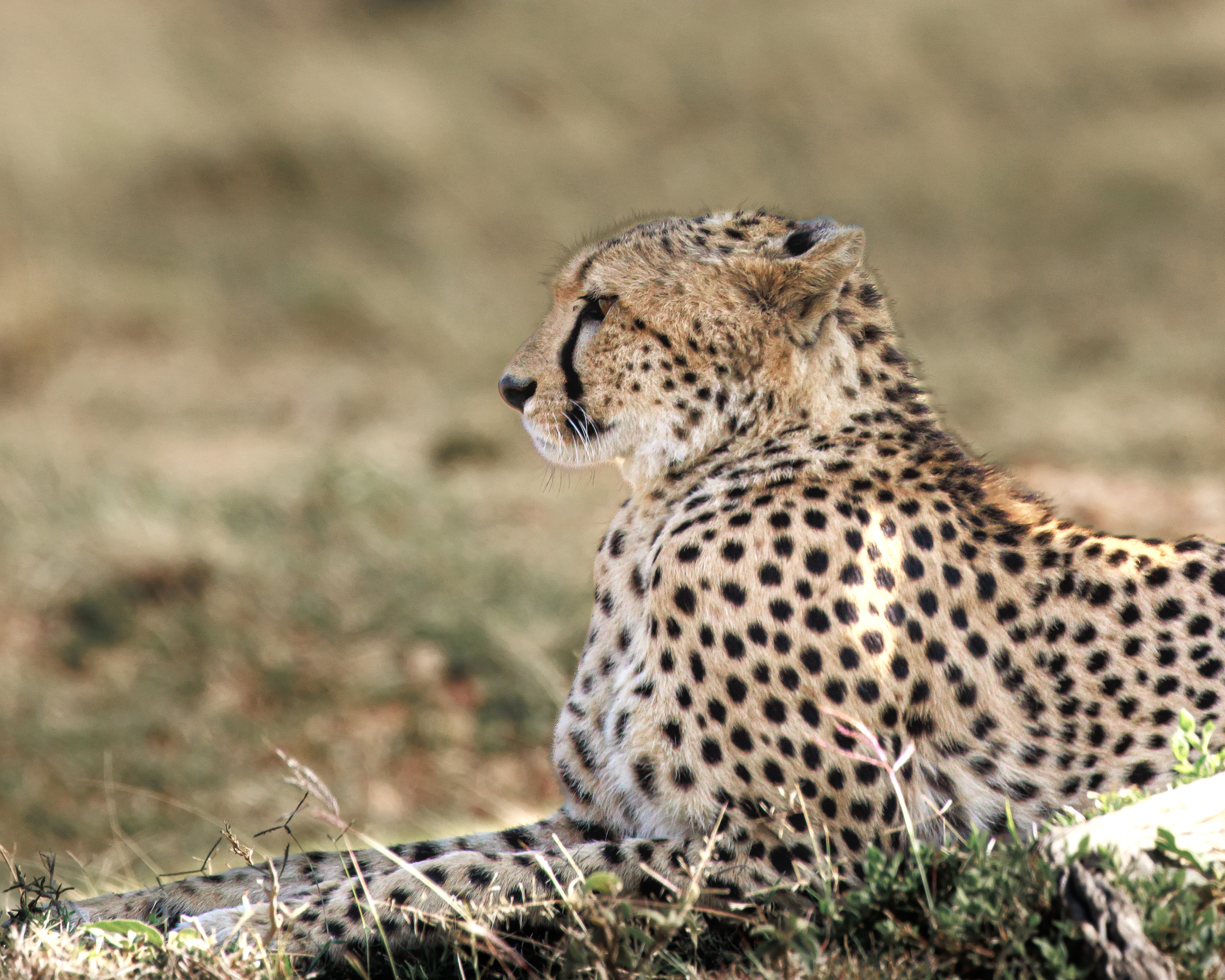 Guépard couché au pied d'un arbre