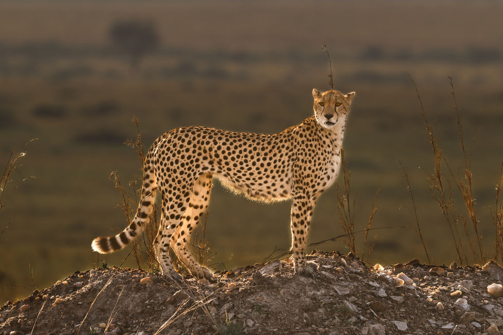 LEÇON DE CHASSE-3.jpg