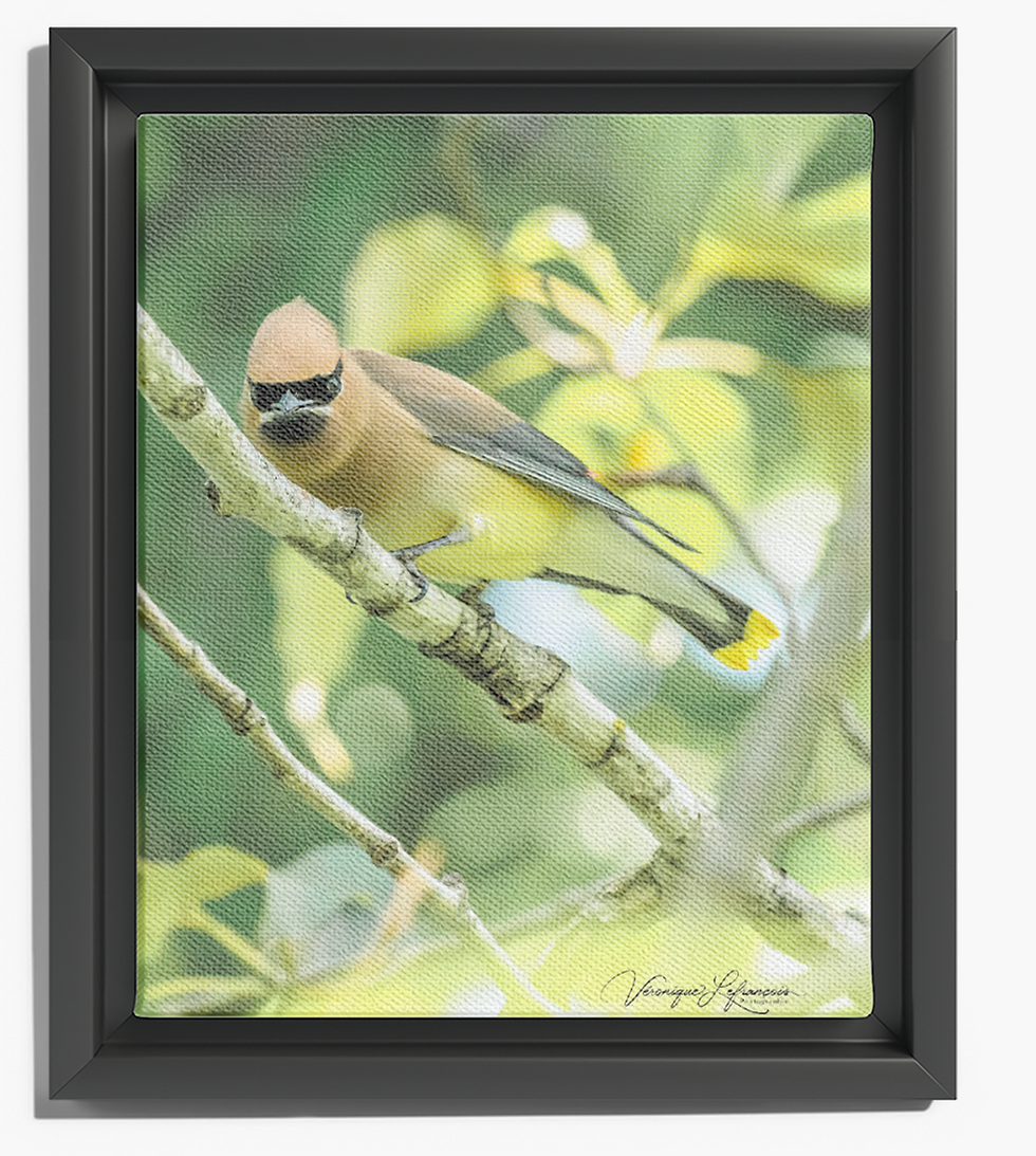 Miniature : Oiseau jaseur des cèdres perché, signature Veronica Solomon, feuillage vert clair.