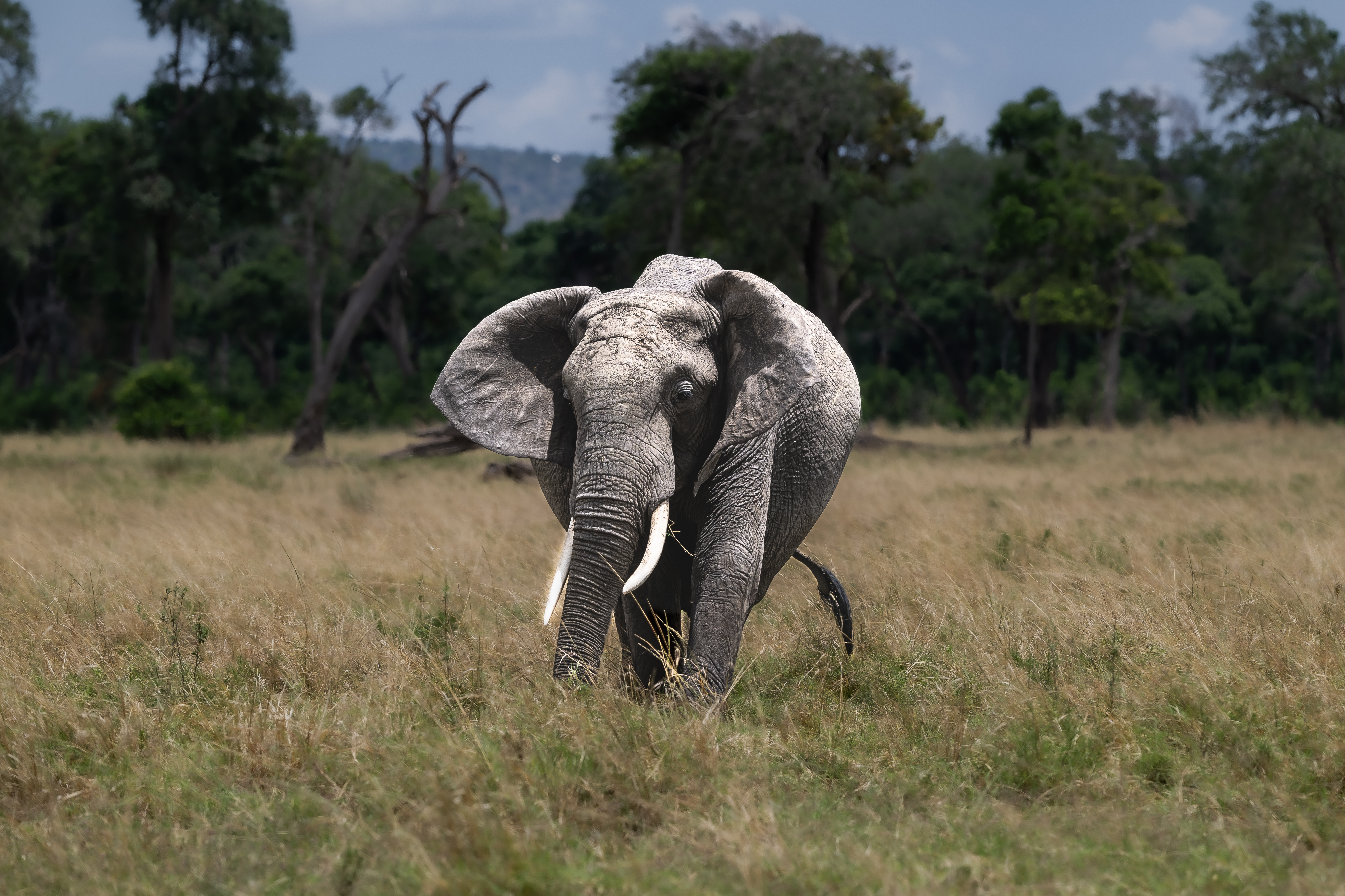 Éléphant